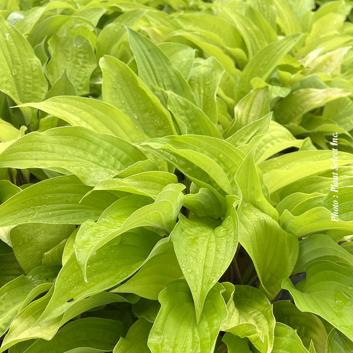 Hosta 'Fire Island'