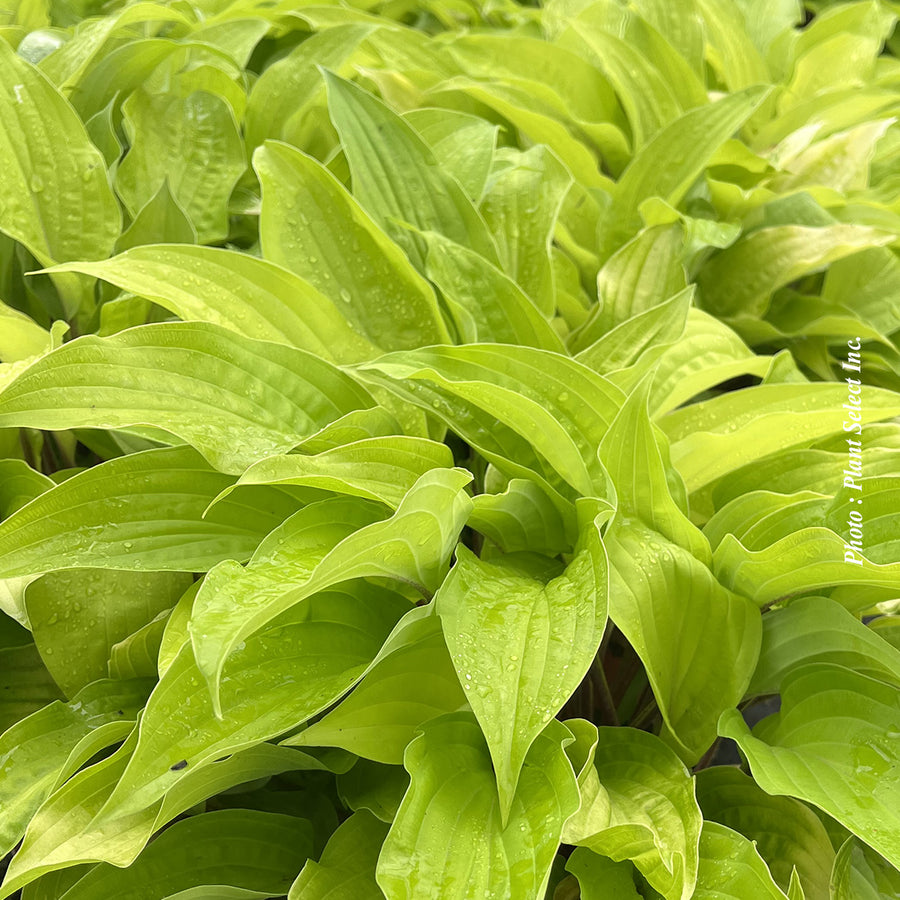 Hosta 'Fire Island'
