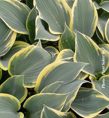 Hosta 'First Frost'