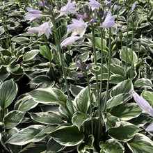 Hosta 'Patriot'