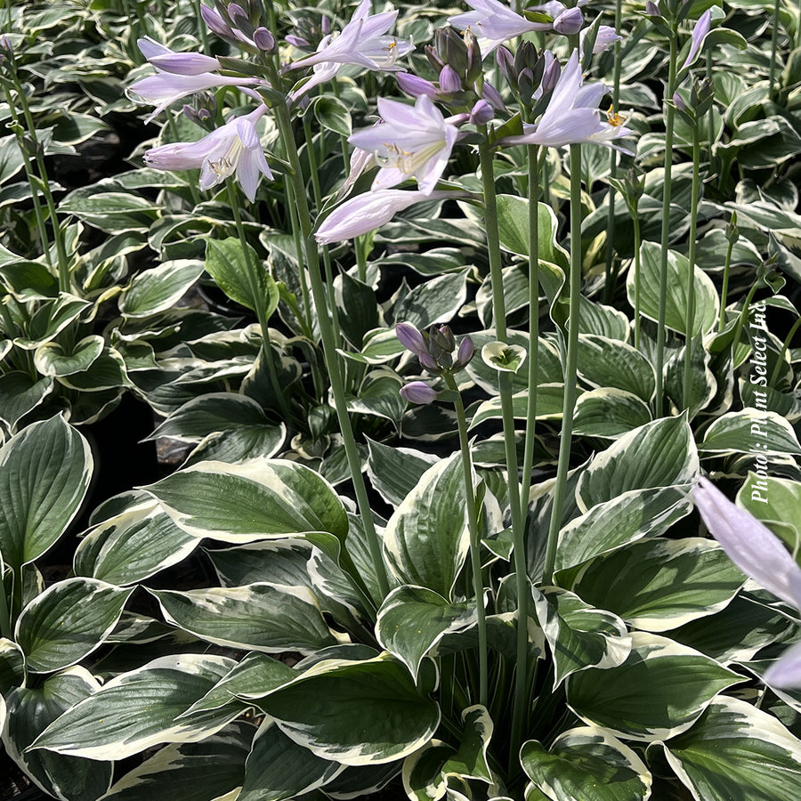 Hosta 'Patriot'