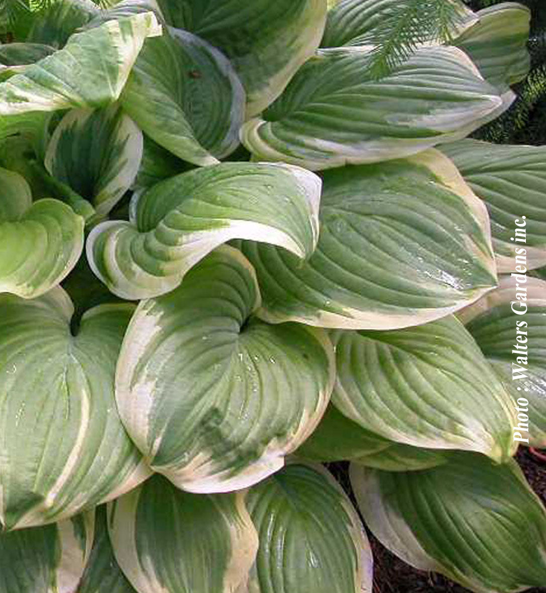 Hosta 'Fragrant Bouquet'