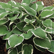 Hosta 'Francee'