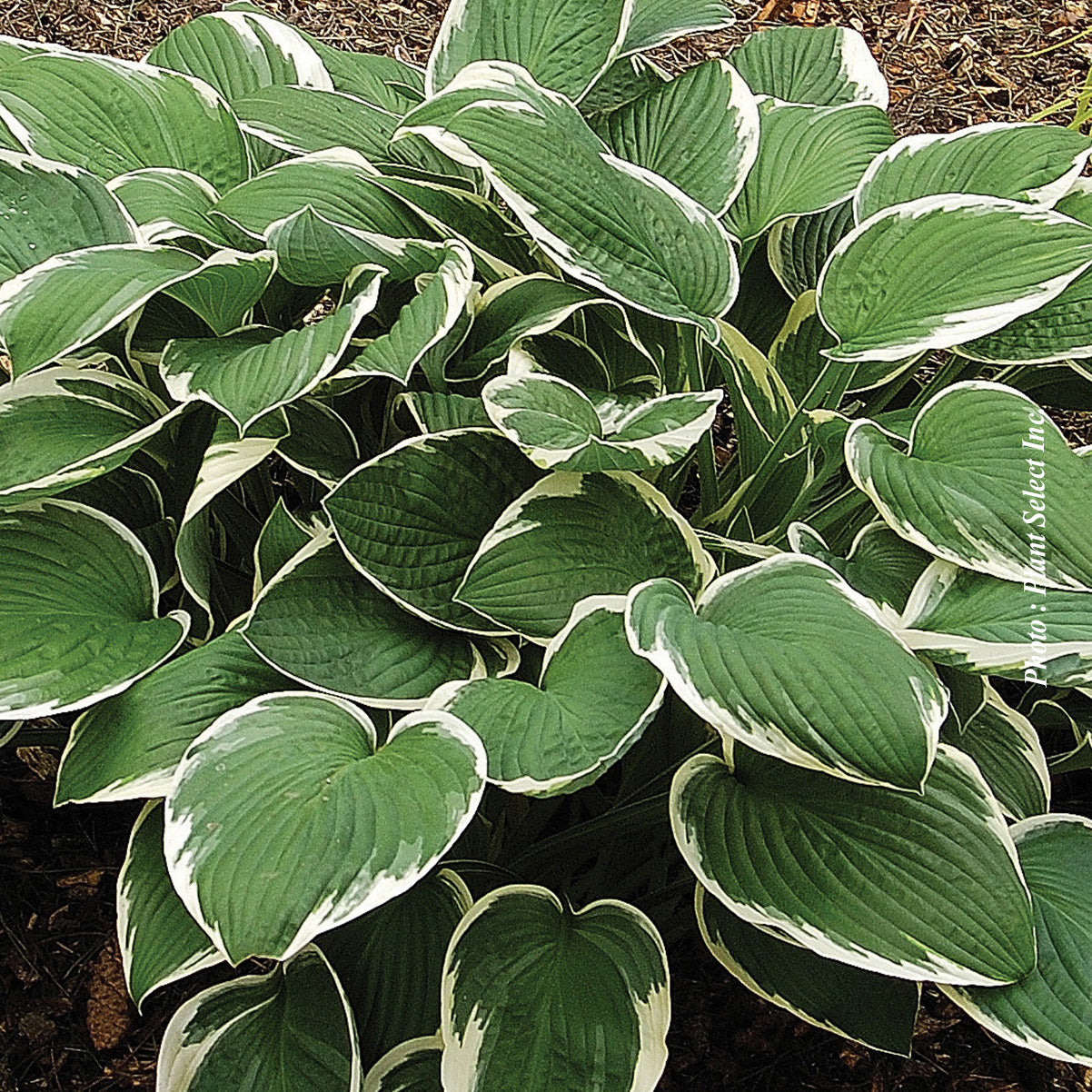 Hosta 'Francee'