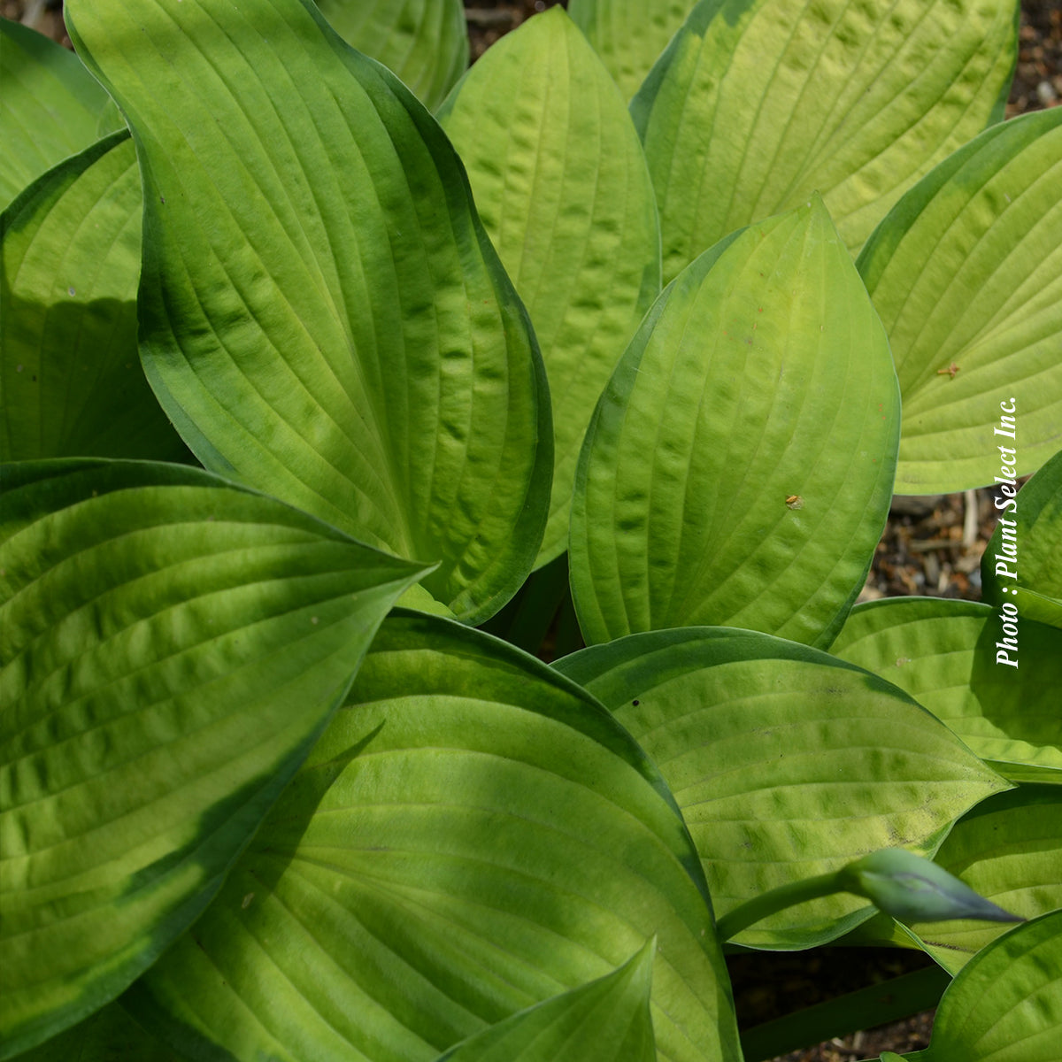Hosta 'Gold Standard'