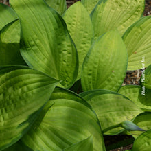Hosta 'Gold Standard'
