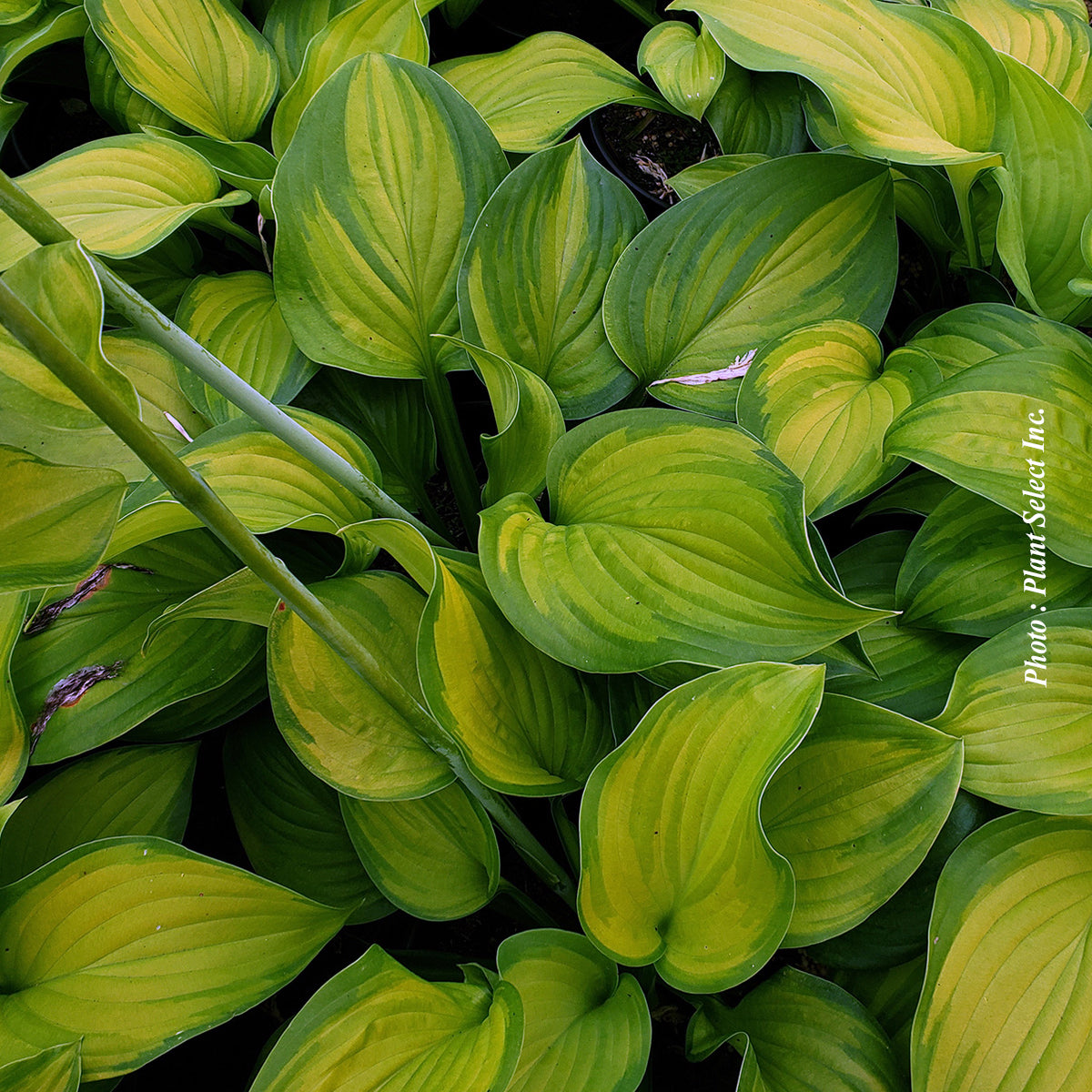 Hosta 'Guacamole'
