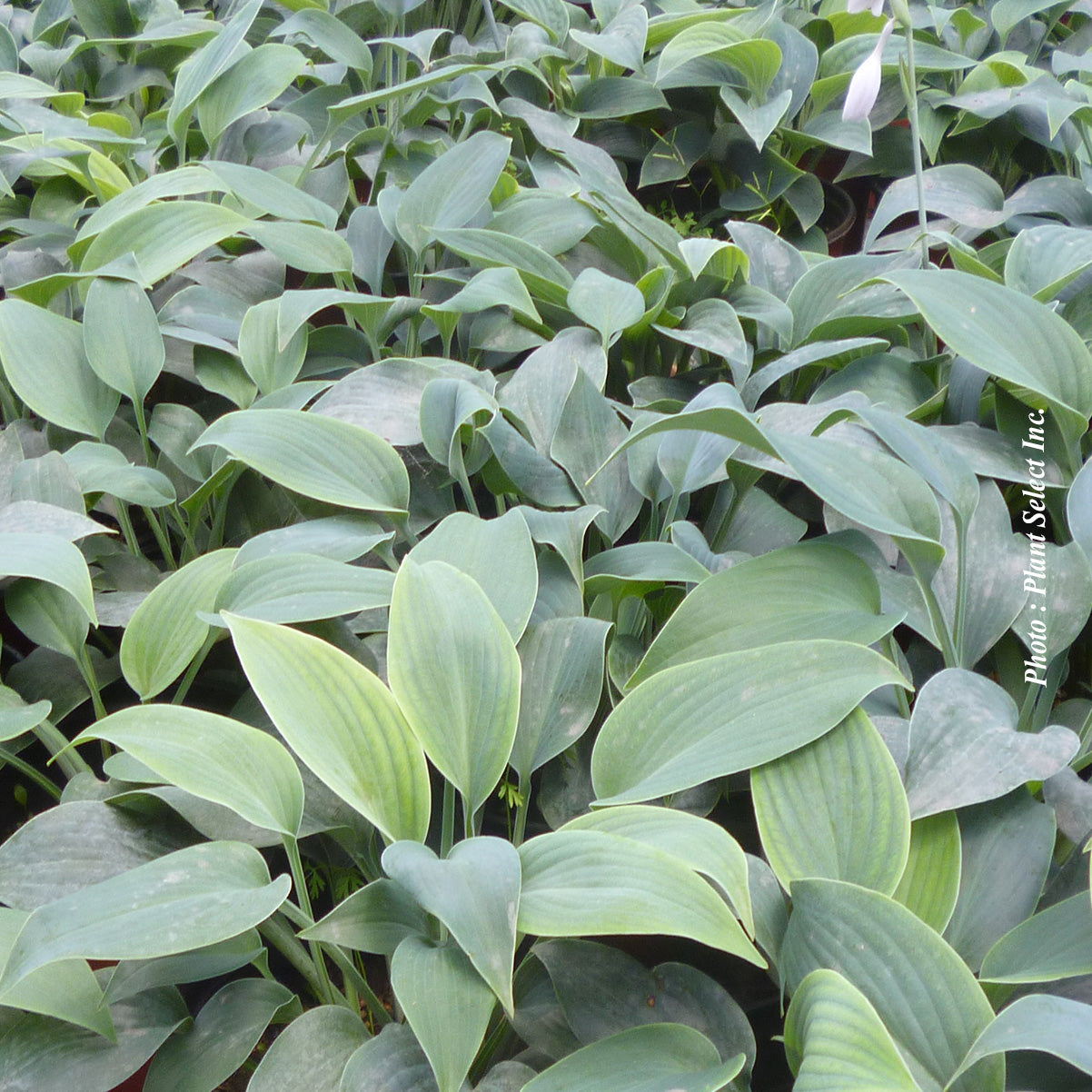 Hosta 'Halcyon'