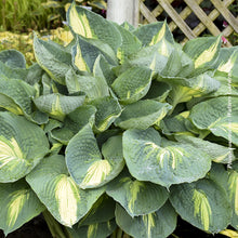 Hosta 'Shadowland Hudson Bay'