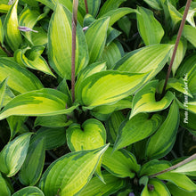 Hosta 'Island Breeze'