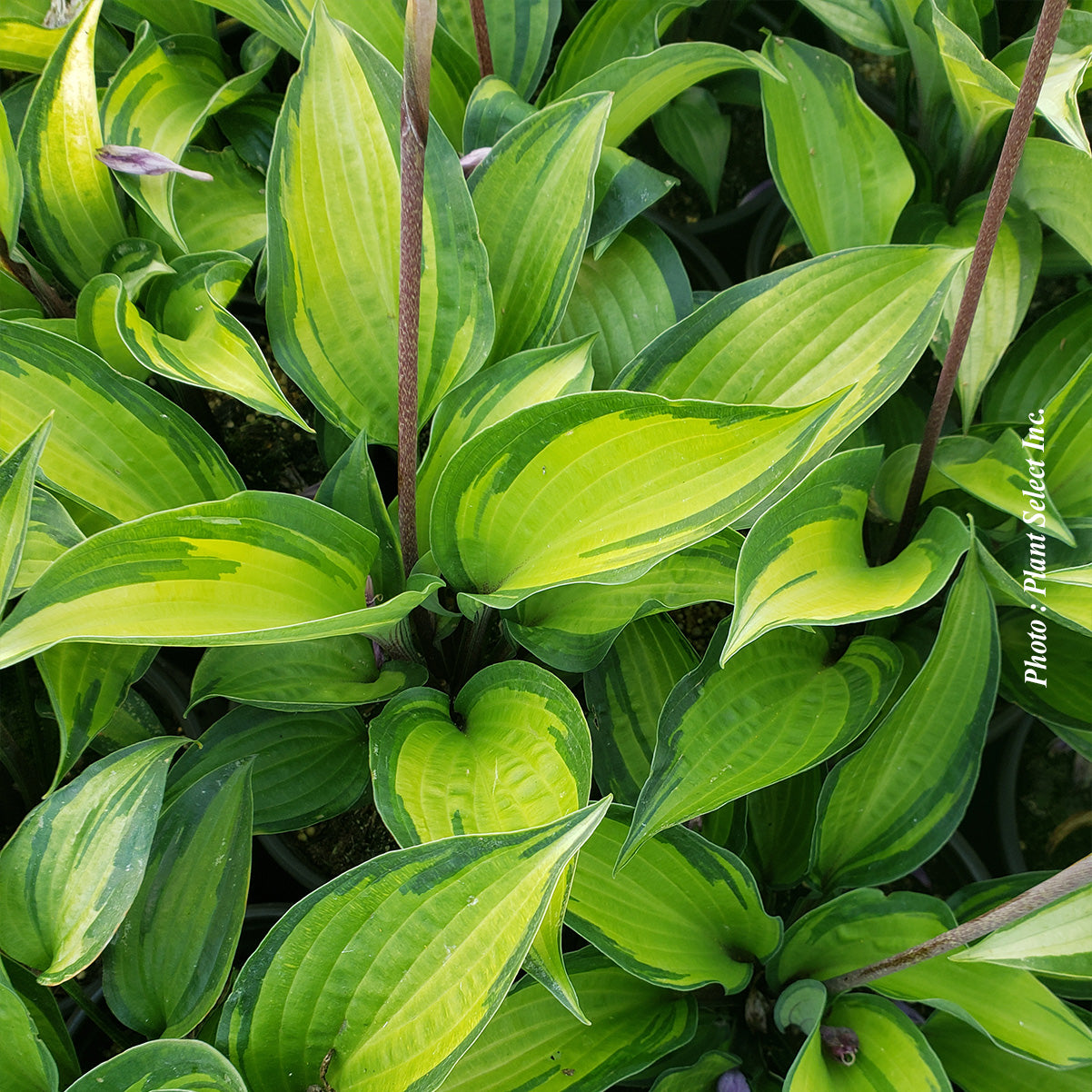 Hosta 'Island Breeze'