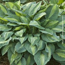 Hosta 'Kiwi Full Monty'