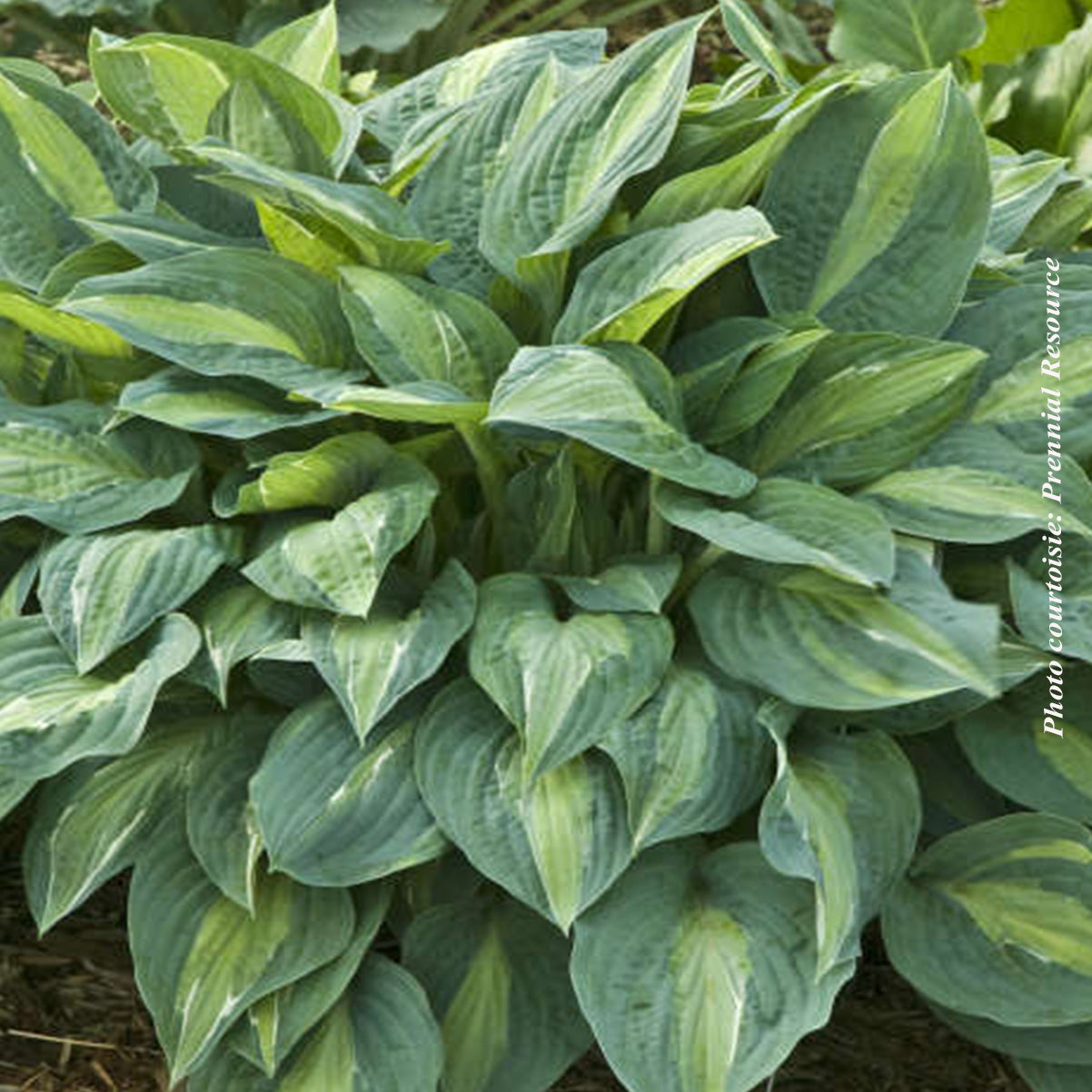 Hosta 'Kiwi Full Monty'