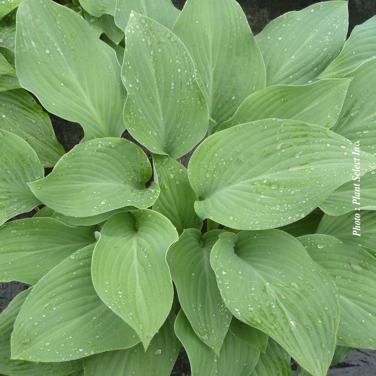 Hosta 'Krossa Regal'