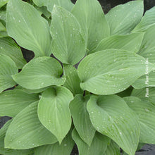 Hosta 'Krossa Regal'