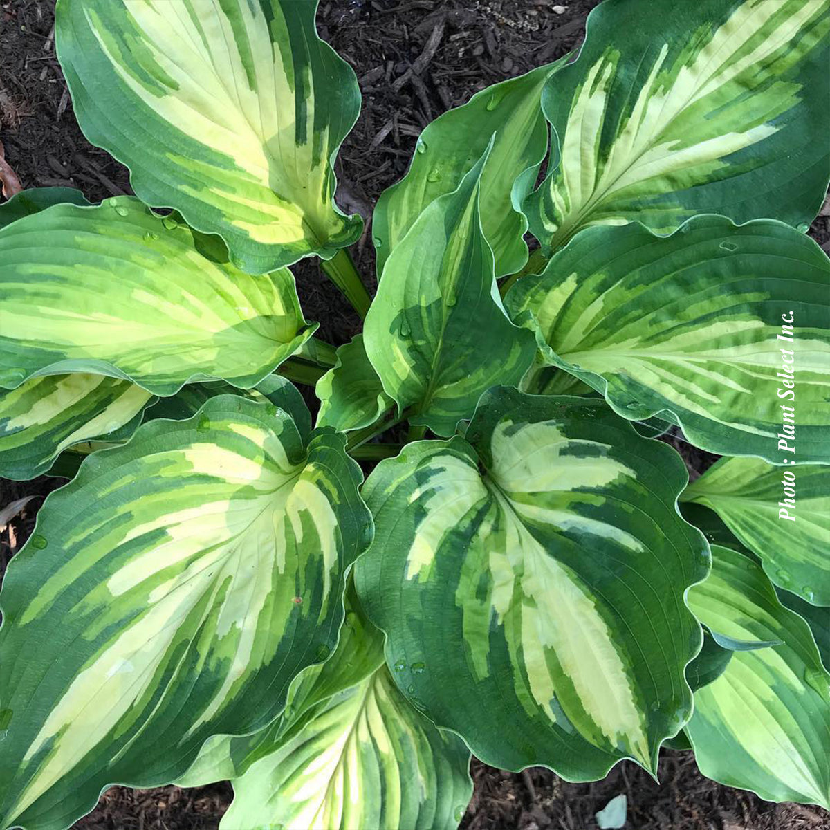 Hosta 'Lakeside Paisley Print'