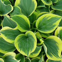 Hosta 'Liberty'