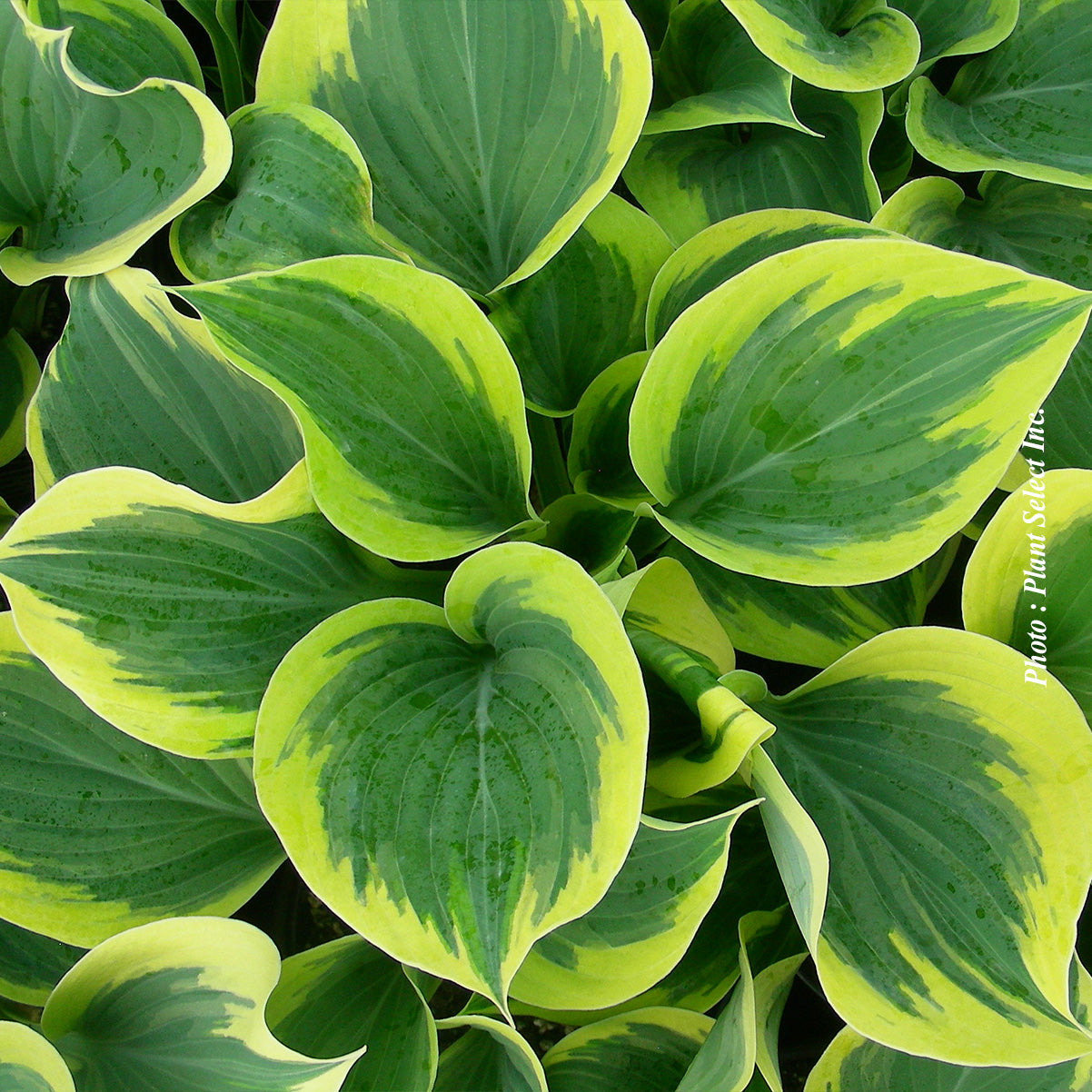 Hosta 'Liberty'