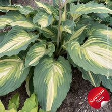 Hosta 'Shadowland Love Story'