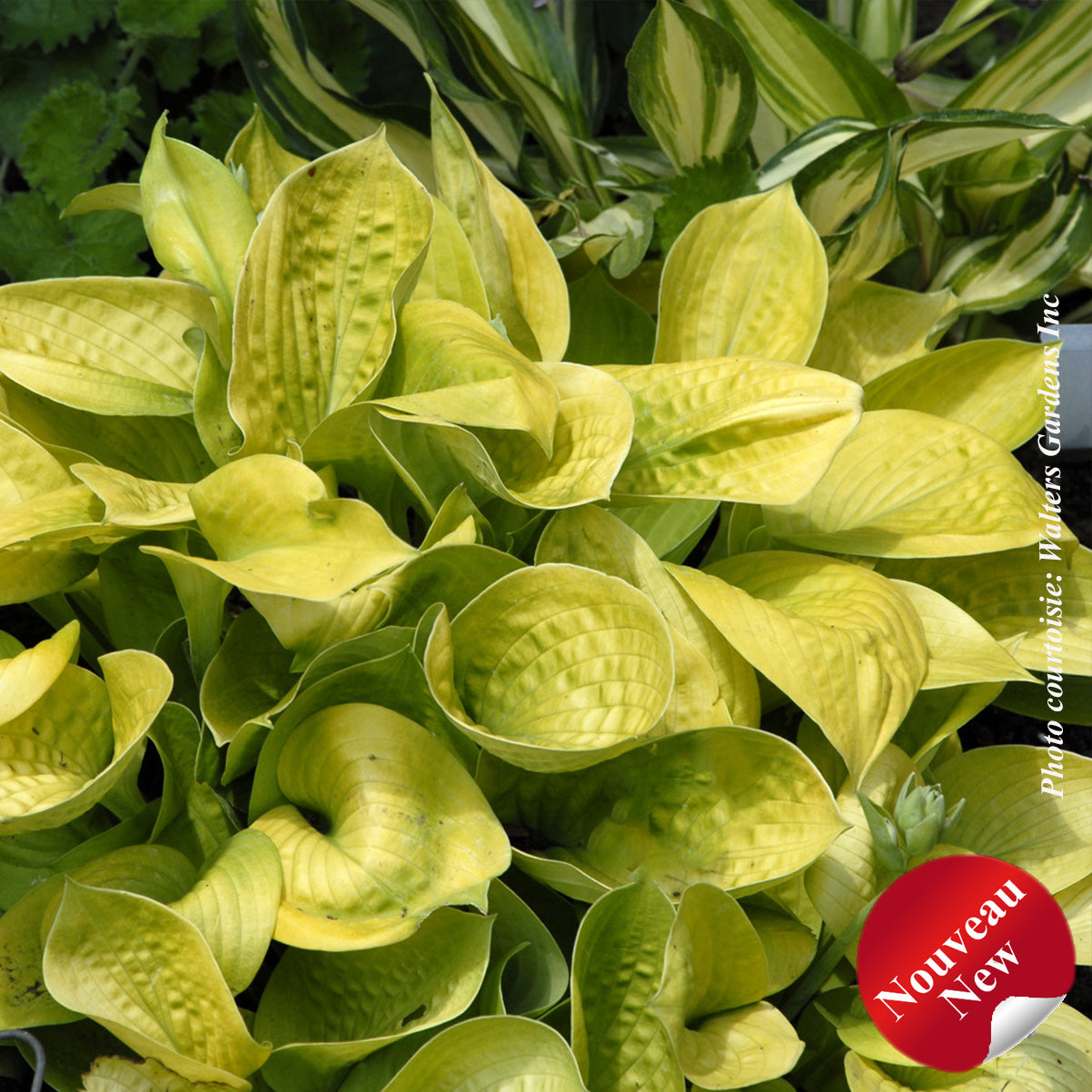 Hosta 'Maui Buttercups'