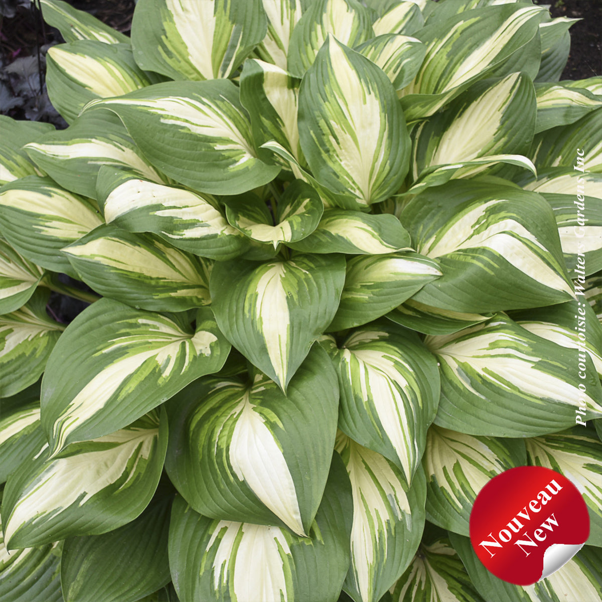Hosta 'Shadowland Miss America'
