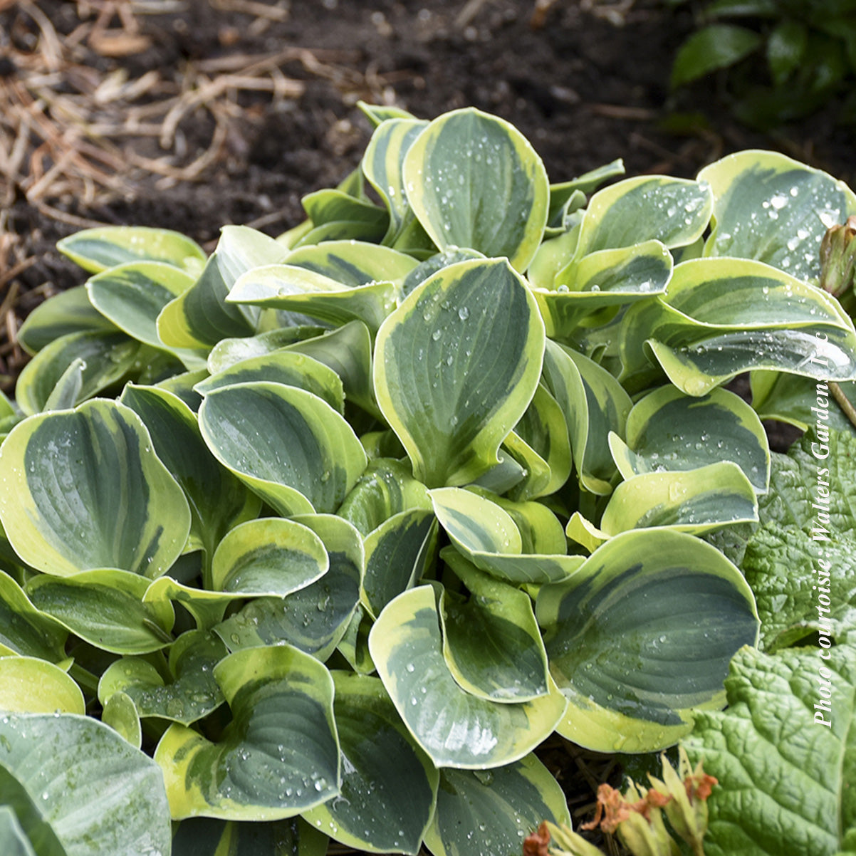 Hosta 'Mighty Mouse'