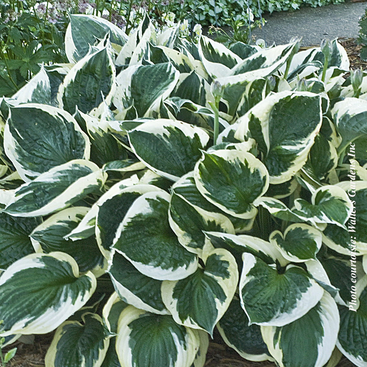 Hosta 'Minuteman'