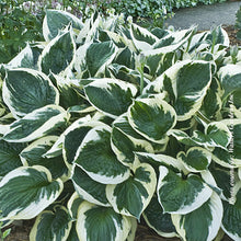 Hosta 'Minuteman'