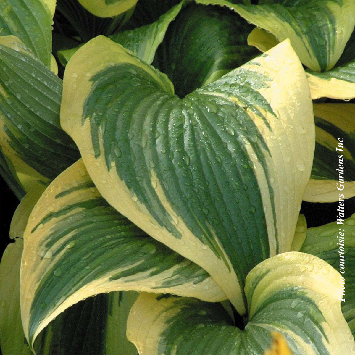Hosta montana 'Aureomarginata'