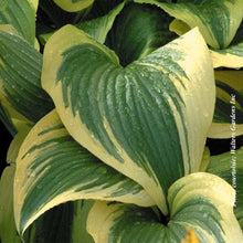 Hosta montana 'Aureomarginata'