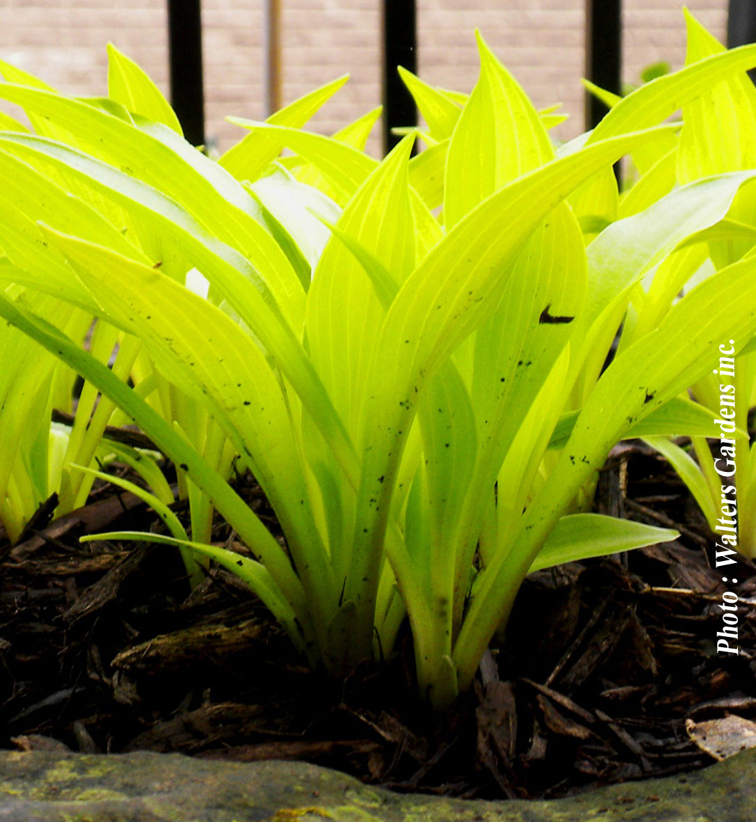 Hosta 'Munchkin Fire'