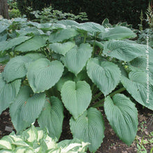 Hosta 'Niagara Falls'