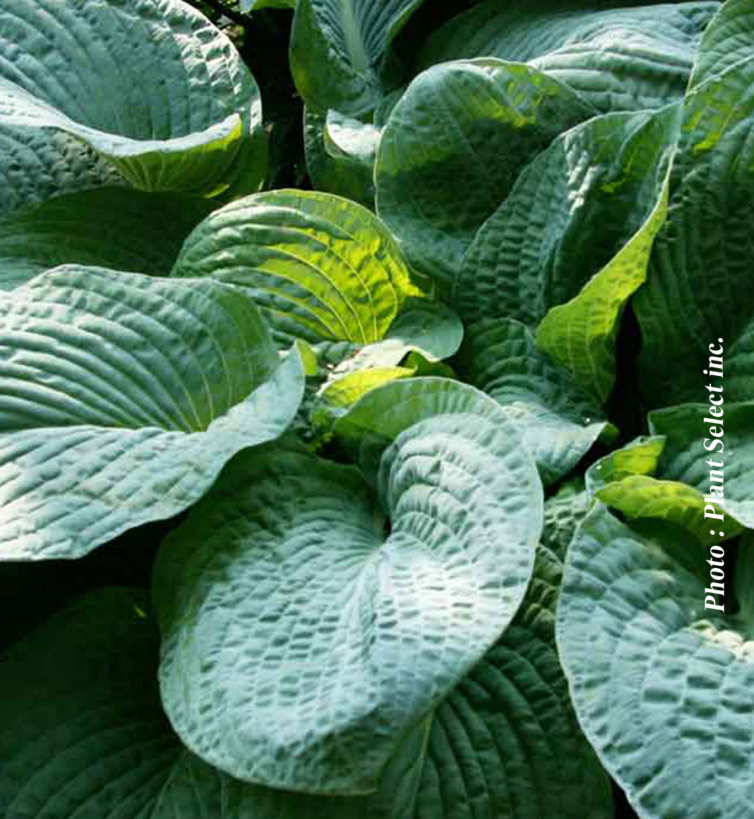 Hosta 'Osiris Midnight Blue'