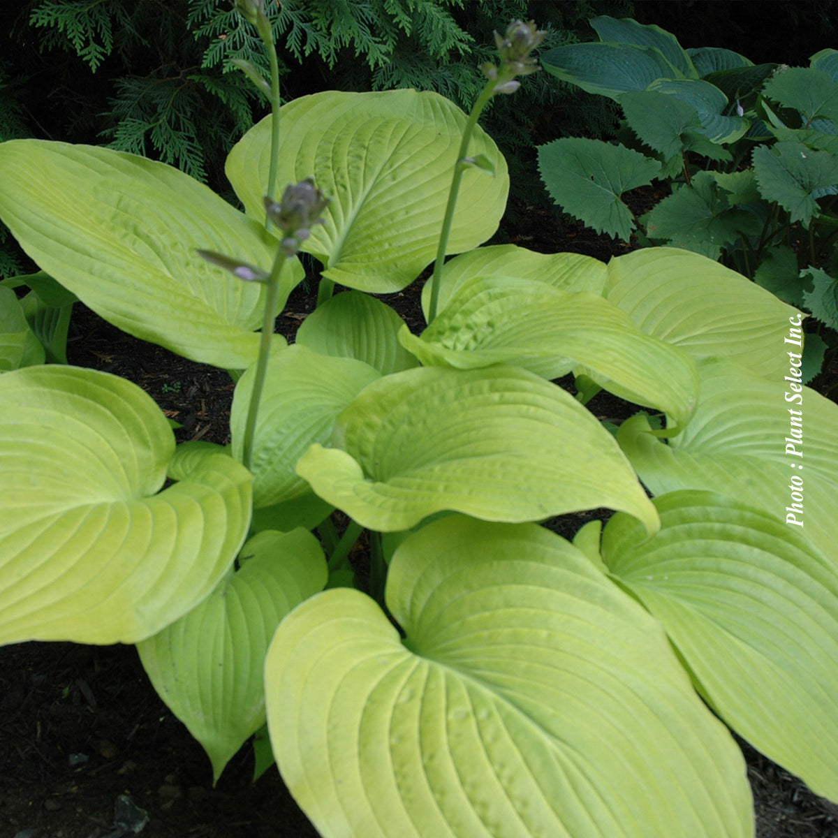 Hosta 'Osiris Ovation'