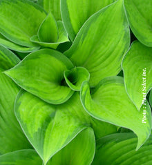 Hosta 'Paradigm'