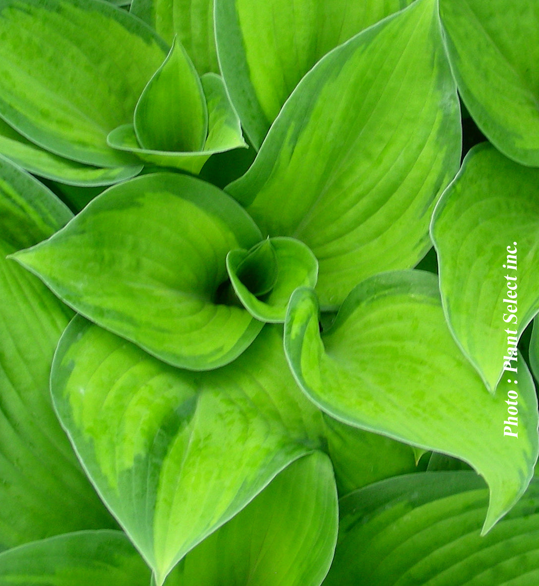 Hosta 'Paradigm'