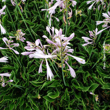 Hosta 'Praying Hands'