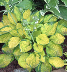 Hosta 'Rainforest Sunrise'