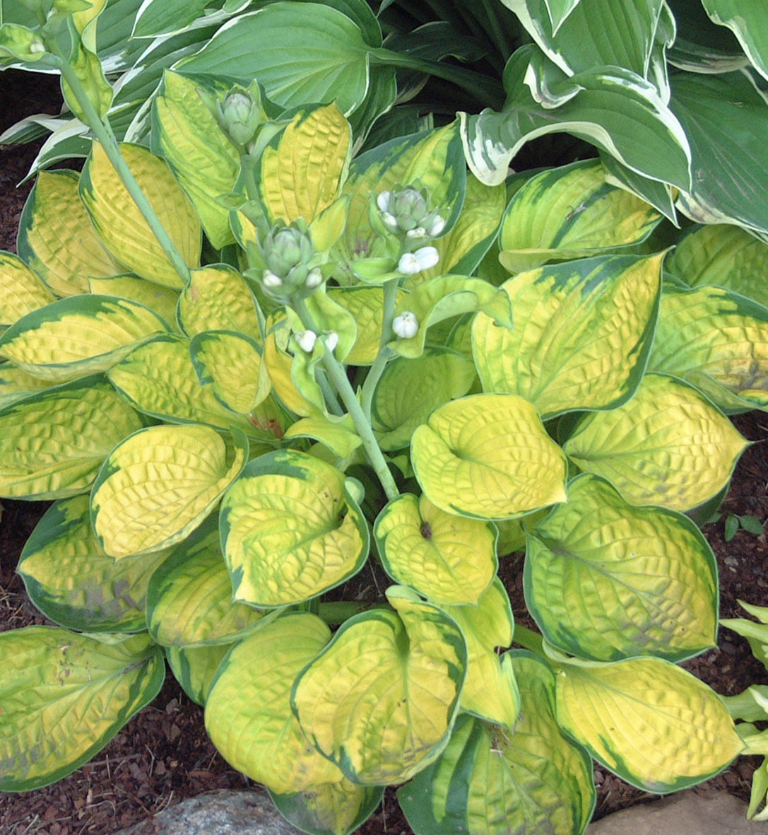 Hosta 'Rainforest Sunrise'