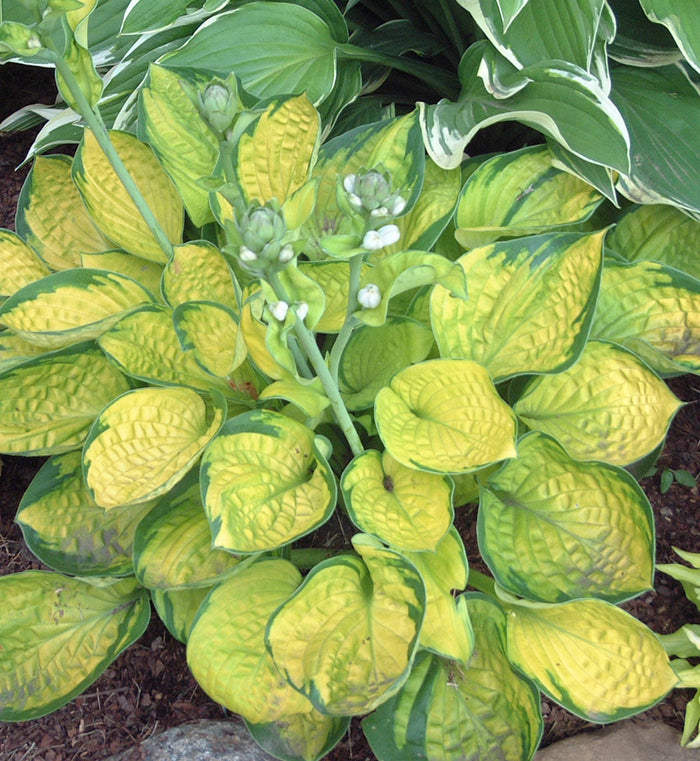 Hosta 'Rainforest Sunrise'