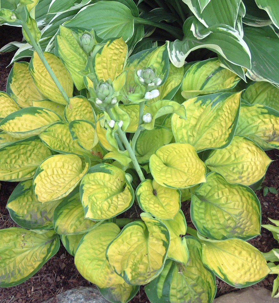 Hosta 'Rainforest Sunrise'