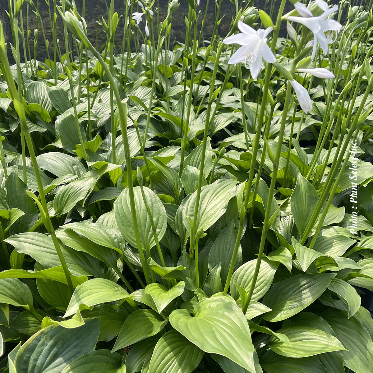 Hosta 'Royal Standard'