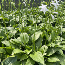 Hosta 'Royal Standard'