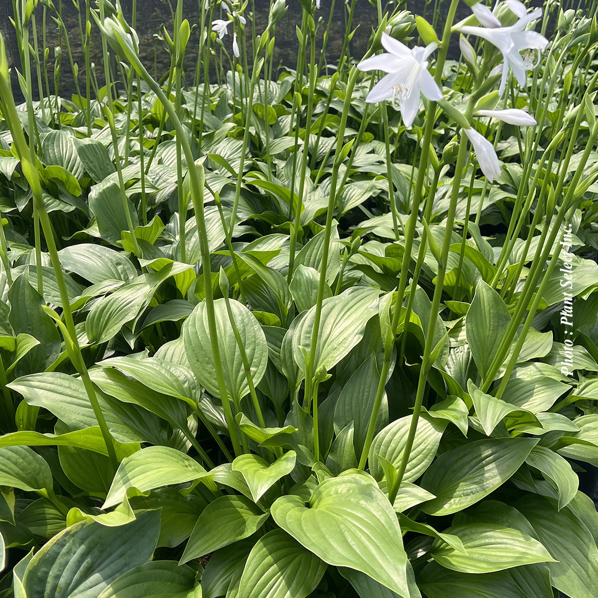 Hosta 'Royal Standard'