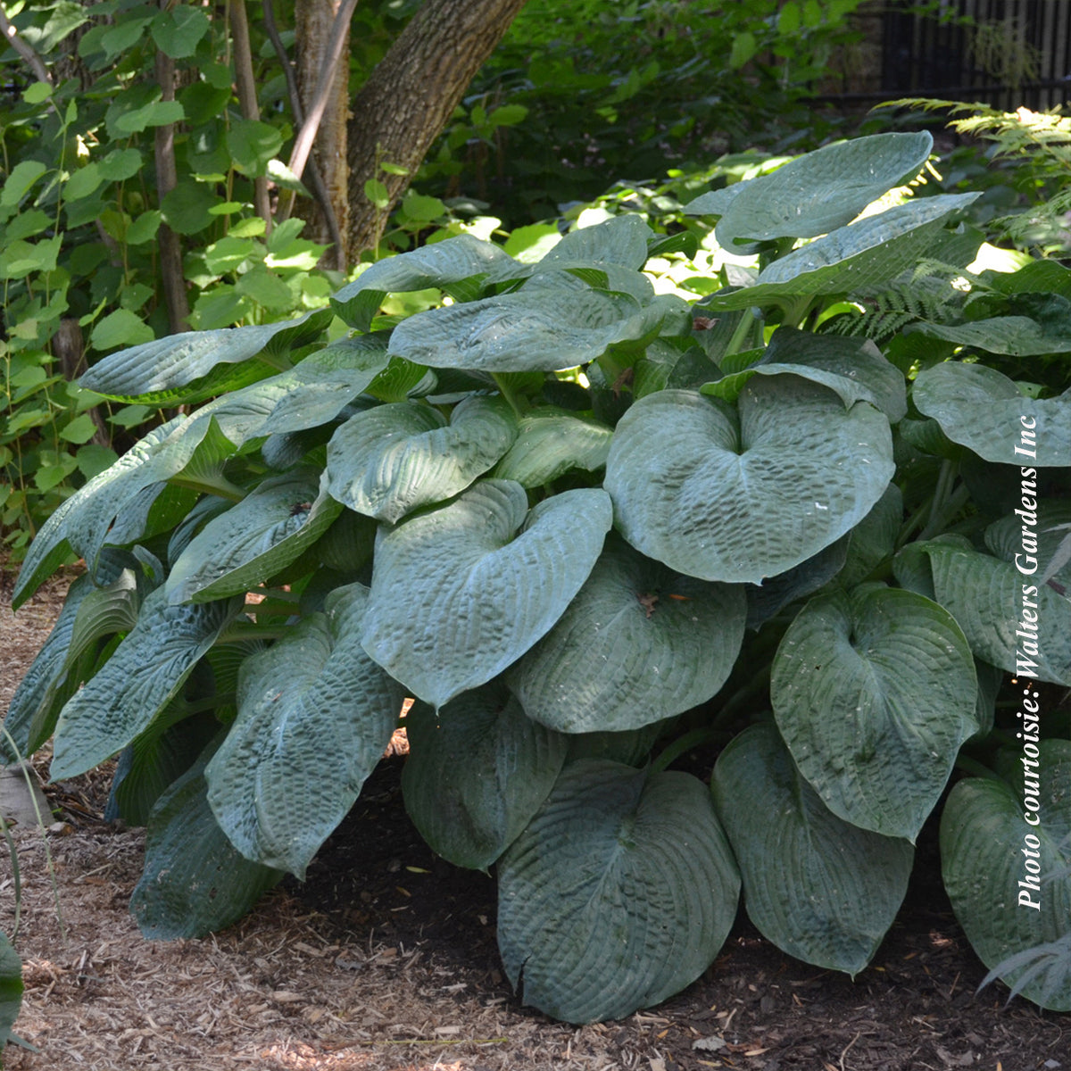 Hosta sieboldiana 'Elegans'
