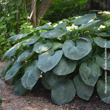 Hosta sieboldiana 'Elegans'