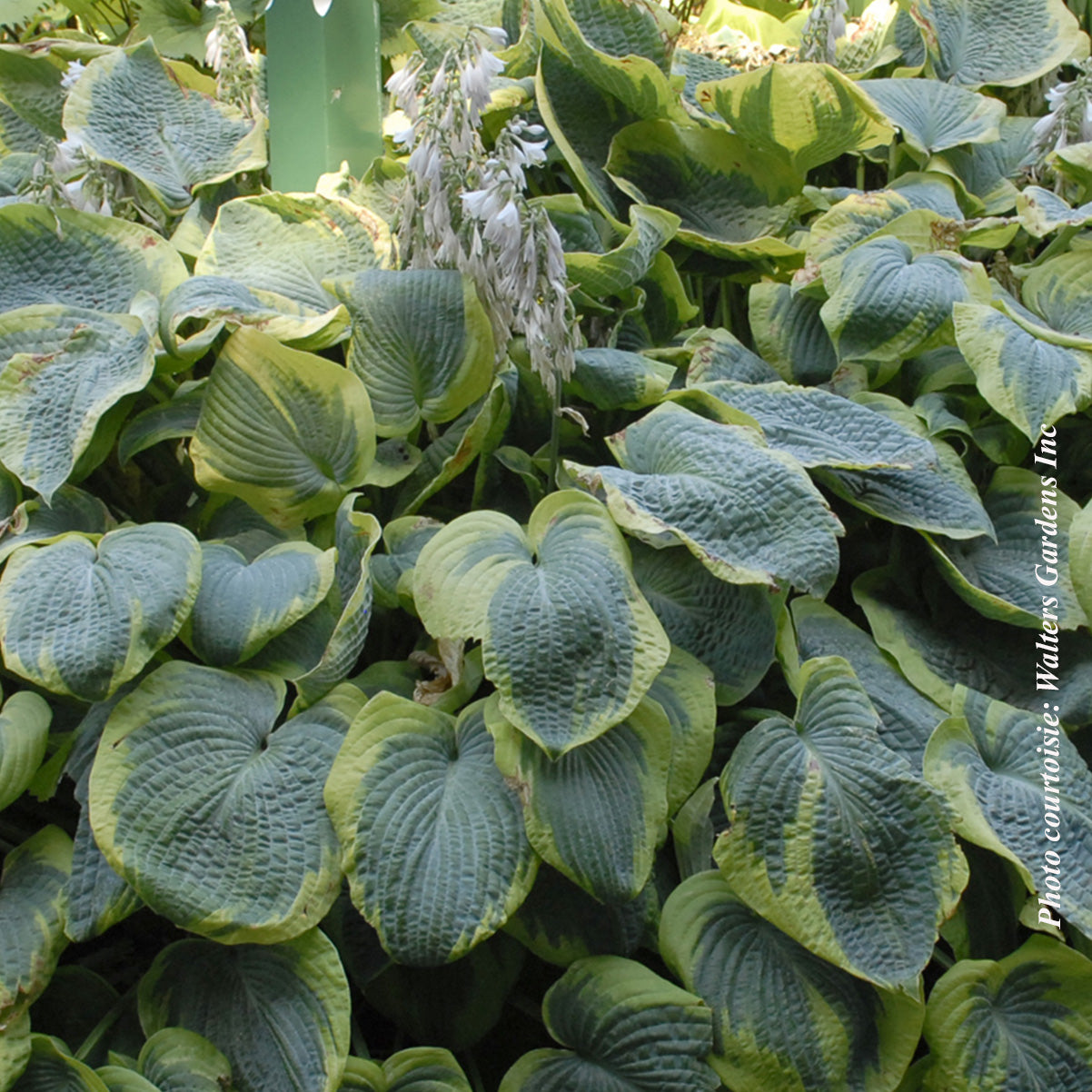 Hosta sieboldiana 'Frances Williams'
