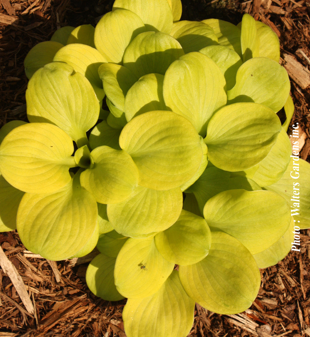 Hosta 'Sun Mouse'