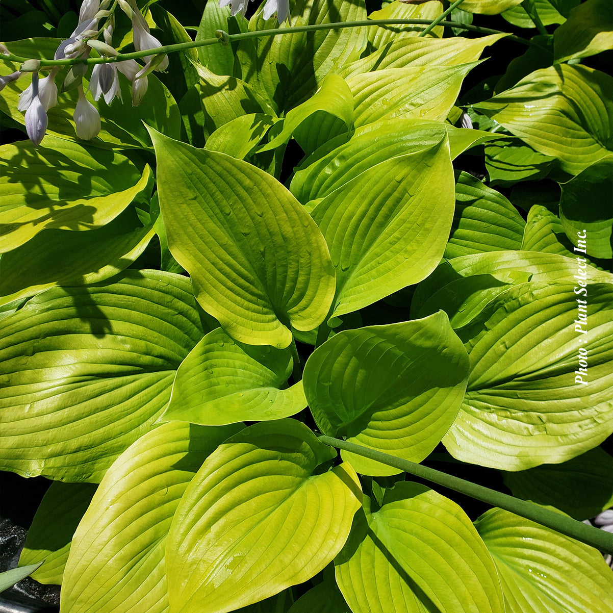 Hosta 'Sum and Substance'