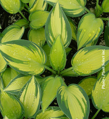 Hosta 'June'